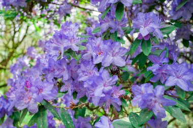 Açık pembe rhododendron fırçası.