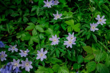 Açık pembe rhododendron fırçası.