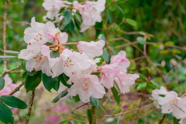 Açık pembe rhododendron fırçası.