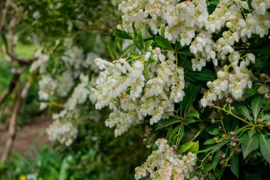Açık pembe rhododendron fırçası.