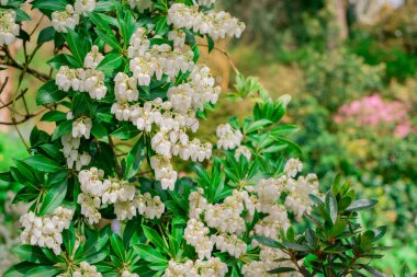Açık pembe rhododendron fırçası.