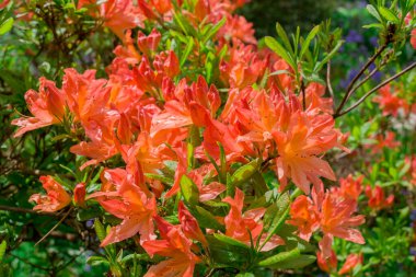 Açık pembe rhododendron fırçası.