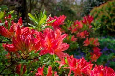 Açık pembe rhododendron fırçası.