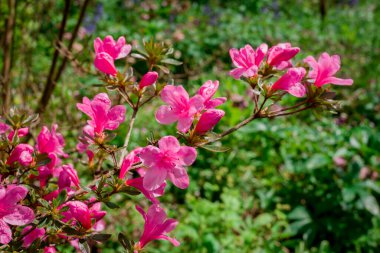 Açık pembe rhododendron fırçası.