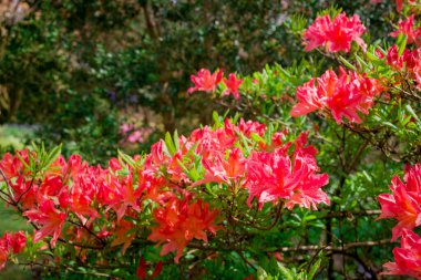 Açık pembe rhododendron fırçası.