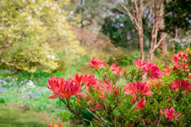 Açık pembe rhododendron fırçası.