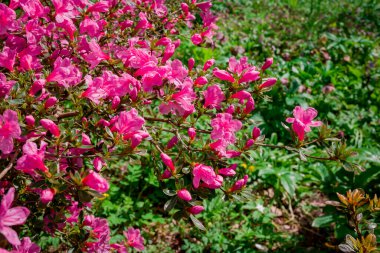 Açık pembe rhododendron fırçası.