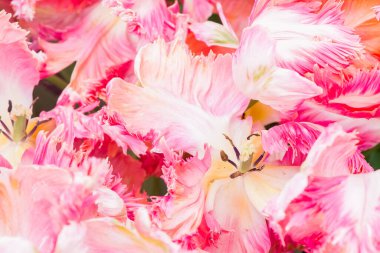 Çok renkli lale bahçede büyüyen