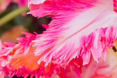 Çok renkli lale bahçede büyüyen