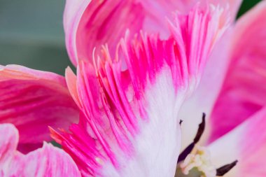 Çok renkli lale bahçede büyüyen