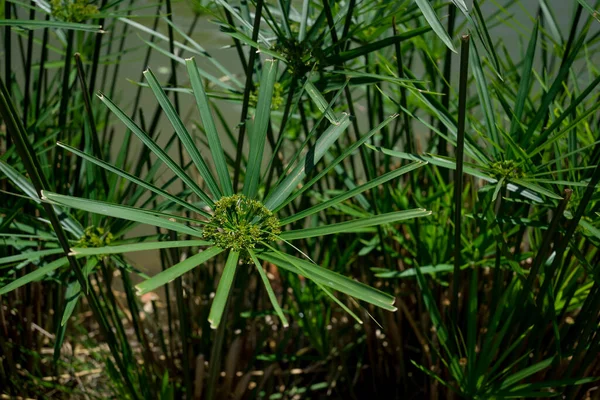 Iarbă Verde Flori Cyperus Involucratus — Fotografie, imagine de stoc