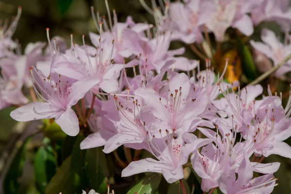 Světle Růžová Modrá Rododendron Kartáč — Stock fotografie