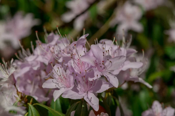Jasnoróżowy Niebieski Rododendron Szczotka — Zdjęcie stockowe