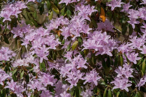 Ljusrosa Blå Rhododendron Borste — Stockfoto