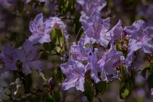 Açık pembe rhododendron fırçası.