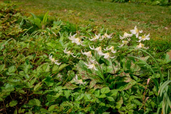 Pennello Rododendro Blu Rosa Chiaro — Foto Stock