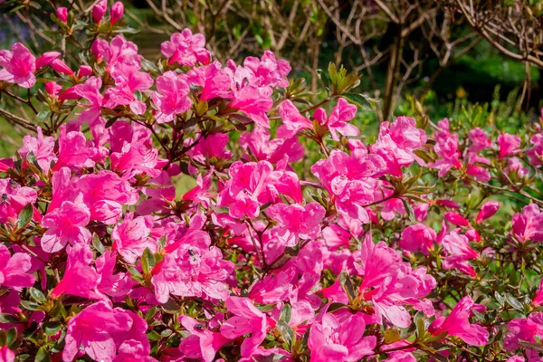 Pinceau Rhododendron Rose Clair Bleu — Photo