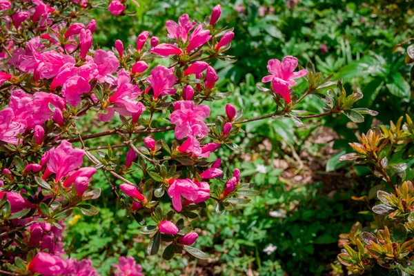 Ανοιχτό Ροζ Μπλε Ροδόδεντρο — Φωτογραφία Αρχείου