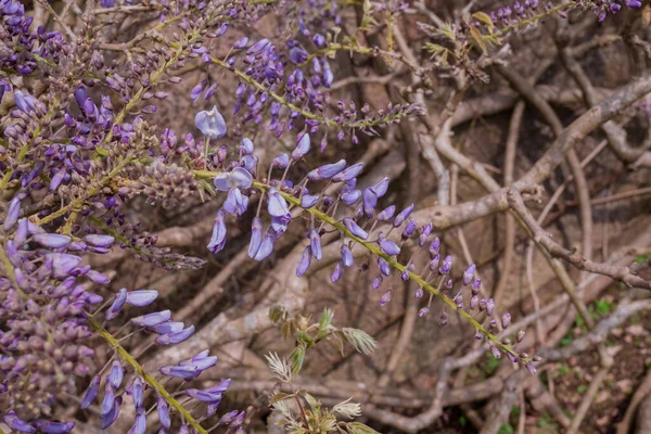 Light Violet Wisteria Flowersblooming Garden — Stock Photo, Image