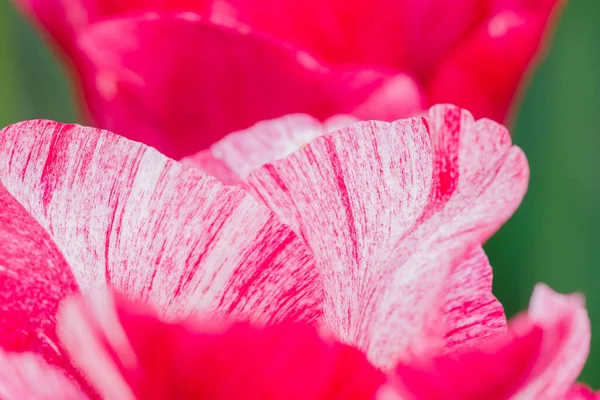 Різнокольорові Тюльпани Ростуть Саду Dng — стокове фото