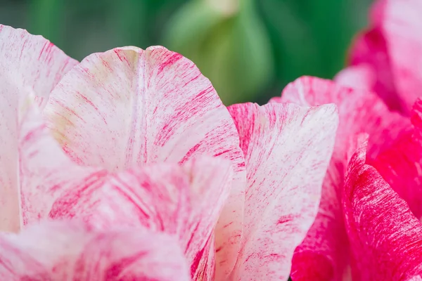 Різнокольорові Тюльпани Ростуть Саду Dng — стокове фото