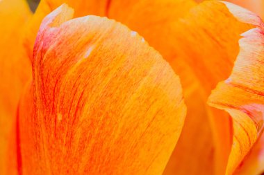 Çok renkli lale bahçede büyüyen