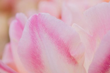 Çok renkli lale bahçede büyüyen