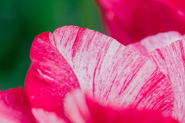 Çok renkli lale bahçede büyüyen