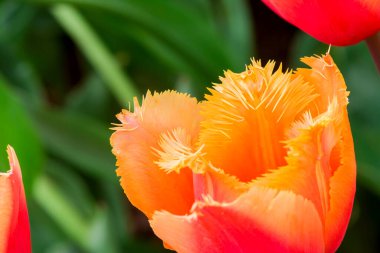 Bahçede büyüyen çok renkli laleler _ -15.dng