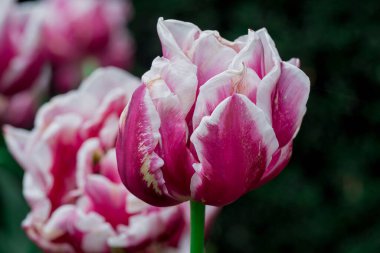 Bahçede büyüyen çok renkli laleler _ -15.dng