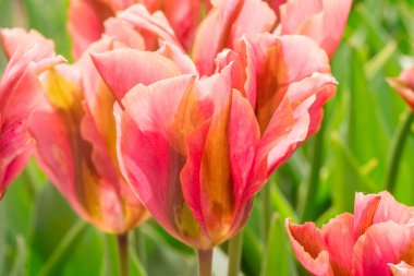 Çok renkli lale bahçede büyüyen