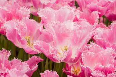 Çok renkli lale bahçede büyüyen