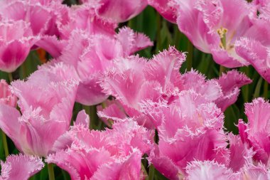 Çok renkli lale bahçede büyüyen