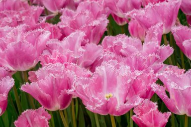 Çok renkli lale bahçede büyüyen