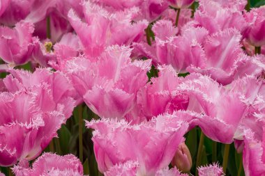 Çok renkli lale bahçede büyüyen