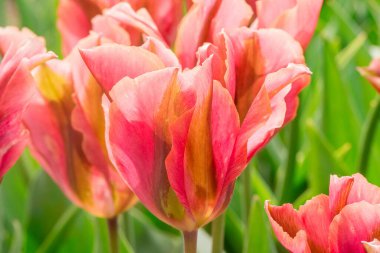 Çok renkli lale bahçede büyüyen