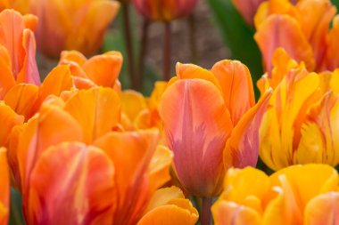 Çok renkli lale bahçede büyüyen