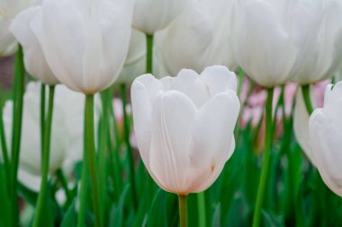 Çok renkli lale bahçede büyüyen