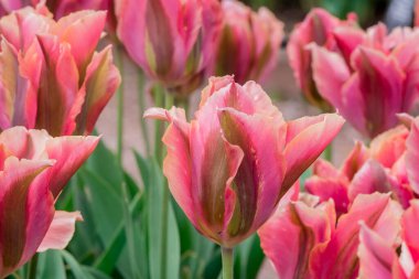 Çok renkli lale bahçede büyüyen