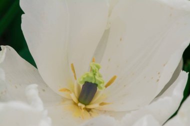 Çok renkli lale bahçede büyüyen