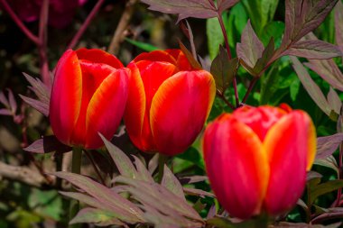 Çok renkli lale bahçede büyüyen