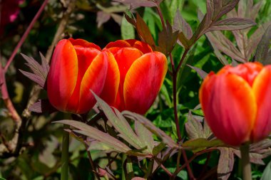 Çok renkli lale bahçede büyüyen
