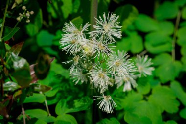 Çok renkli lale bahçede büyüyen