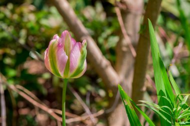 Çok renkli lale bahçede büyüyen