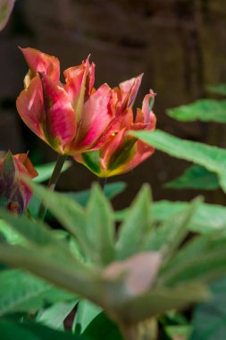 Çok renkli lale bahçede büyüyen