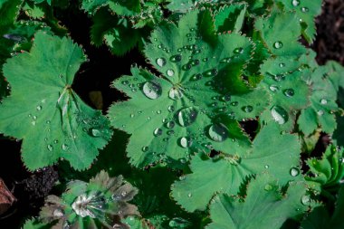 Çok renkli lale bahçede büyüyen