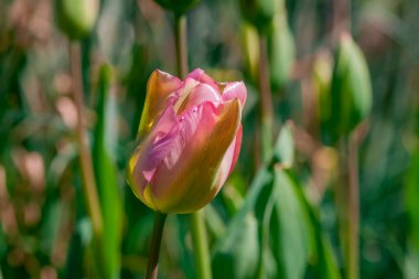 Çok renkli lale bahçede büyüyen