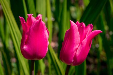 Çok renkli lale bahçede büyüyen