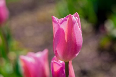 Çok renkli lale bahçede büyüyen