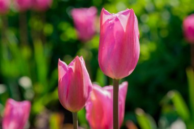 Çok renkli lale bahçede büyüyen